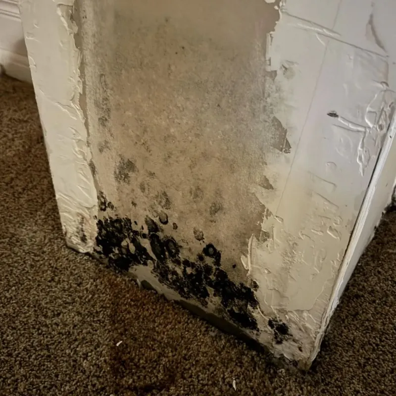 Professional Mold Removal in North Collins, NY